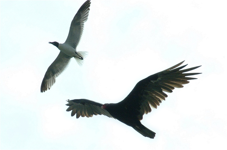 (17) Dscf2265 (sea gull attacking turkey vulture).jpg   (950x629)   94 Kb                                    Click to display next picture